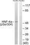 Hepatocyte Nuclear Factor 4 Alpha antibody, PA5-39695, Invitrogen Antibodies, Western Blot image 