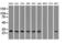 Replication Protein A2 antibody, LS-C114841, Lifespan Biosciences, Western Blot image 