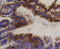 BCL2 Binding Component 3 antibody, 14-003, ProSci, Immunohistochemistry frozen image 