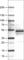 Carbonic Anhydrase 12 antibody, AMAb90637, Atlas Antibodies, Western Blot image 