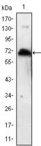 Kelch Like Family Member 1 antibody, STJ98199, St John