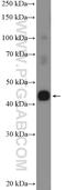 Protein AAR2 homolog antibody, 20179-1-AP, Proteintech Group, Western Blot image 