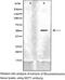 Solute Carrier Family 16 Member 1 antibody, MBS8506036, MyBioSource, Western Blot image 