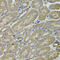 Annexin A8 Like 1 antibody, 23-073, ProSci, Immunohistochemistry frozen image 