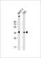 Vascular Endothelial Growth Factor D antibody, M32333, Boster Biological Technology, Western Blot image 