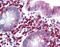 Histone Cluster 1 H2A Family Member M antibody, orb87920, Biorbyt, Immunohistochemistry paraffin image 