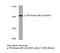 Phosphoinositide-3-Kinase Regulatory Subunit 1 antibody, LS-C175857, Lifespan Biosciences, Western Blot image 