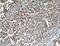 UDP-Glucose Ceramide Glucosyltransferase antibody, 12869-1-AP, Proteintech Group, Immunohistochemistry frozen image 