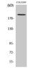 Tubulin Gamma Complex Associated Protein 6 antibody, STJ93247, St John