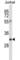 CD7 Molecule antibody, abx027556, Abbexa, Western Blot image 