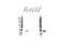 Interleukin-18 antibody, VPA00455, Bio-Rad (formerly AbD Serotec) , Western Blot image 