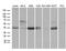 NFKB Inhibitor Epsilon antibody, MA5-27341, Invitrogen Antibodies, Western Blot image 