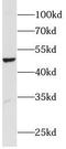 Lipase I antibody, FNab04796, FineTest, Western Blot image 