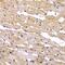 Presenilin 2 antibody, GTX55758, GeneTex, Immunohistochemistry paraffin image 