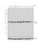 Eukaryotic Translation Termination Factor 1 antibody, PA5-28777, Invitrogen Antibodies, Western Blot image 