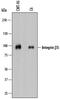 Integrin Subunit Beta 5 antibody, AF8035, R&D Systems, Western Blot image 