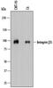 Integrin Subunit Beta 5 antibody, AF8035, R&D Systems, Western Blot image 