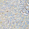 Protein C Receptor antibody, LS-C334268, Lifespan Biosciences, Immunohistochemistry frozen image 