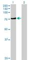 Kelch Like Family Member 4 antibody, H00056062-B01P, Novus Biologicals, Western Blot image 