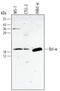 BCL2L2-PABPN1 Readthrough antibody, AF824, R&D Systems, Western Blot image 