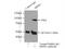 Serine/threonine-protein kinase SRPK1 antibody, 14073-1-AP, Proteintech Group, Immunoprecipitation image 