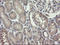 N-chimaerin antibody, LS-C174129, Lifespan Biosciences, Immunohistochemistry frozen image 