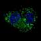 Aldehyde Dehydrogenase 1 Family Member A1 antibody, abx028212, Abbexa, Flow Cytometry image 