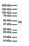 SRY-Box 3 antibody, orb329716, Biorbyt, Western Blot image 