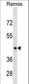 Repulsive Guidance Molecule BMP Co-Receptor B antibody, LS-C158843, Lifespan Biosciences, Western Blot image 