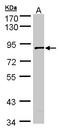 SCY1 Like Pseudokinase 3 antibody, LS-C185544, Lifespan Biosciences, Western Blot image 