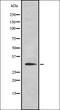 Survival Of Motor Neuron 2, Centromeric antibody, orb336982, Biorbyt, Western Blot image 