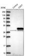 CAK antibody, NBP1-86666, Novus Biologicals, Western Blot image 