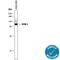 Extracellular matrix protein 1 antibody, AF3937, R&D Systems, Western Blot image 