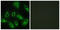 Cadherin 9 antibody, LS-C119421, Lifespan Biosciences, Immunofluorescence image 