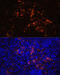 CD70 Molecule antibody, 16-719, ProSci, Immunofluorescence image 