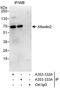 ADP-ribosylation factor-like protein 6-interacting protein 2 antibody, A303-333A, Bethyl Labs, Immunoprecipitation image 