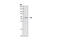 LCK Proto-Oncogene, Src Family Tyrosine Kinase antibody, 2787S, Cell Signaling Technology, Western Blot image 