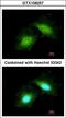 Growth Arrest And DNA Damage Inducible Gamma antibody, LS-C185964, Lifespan Biosciences, Immunocytochemistry image 