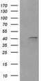 Matrix-remodeling-associated protein 2 antibody, MA5-26239, Invitrogen Antibodies, Western Blot image 