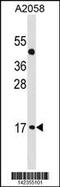 Atonal BHLH Transcription Factor 7 antibody, 60-852, ProSci, Western Blot image 