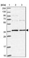 PNMT antibody, NBP2-33602, Novus Biologicals, Western Blot image 