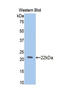 Slit Guidance Ligand 2 antibody, LS-C300985, Lifespan Biosciences, Western Blot image 