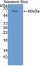 Baculoviral IAP Repeat Containing 2 antibody, MBS2028002, MyBioSource, Western Blot image 