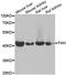 Fumarylacetoacetase antibody, A13492, ABclonal Technology, Western Blot image 