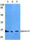 Ephrin A1 antibody, A04656, Boster Biological Technology, Western Blot image 