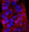 Podocalyxin Like antibody, MAB8495, R&D Systems, Immunocytochemistry image 