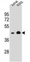 Olfactory Receptor Family 10 Subfamily A Member 4 antibody, AP53002PU-N, Origene, Western Blot image 