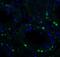 Activating Transcription Factor 6 antibody, 3683, ProSci, Immunofluorescence image 