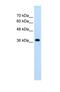 LON peptidase N-terminal domain and RING finger protein 1 antibody, NBP1-55072, Novus Biologicals, Western Blot image 