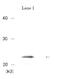 Chromobox 5 antibody, 70-221, BioAcademia Inc, Western Blot image 